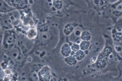 Neospora caninum w komórkach Vero