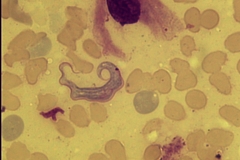 Trypanosoma ornata